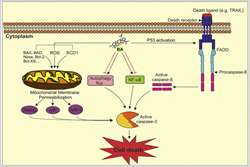 Betulin and its derivatives as novel compounds with different pharmacological effects