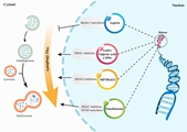 Epigenetic modulation of autophagy pathway by small molecules in colorectal cancer: a systematic review