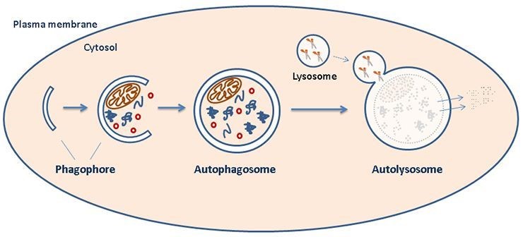 Autophagy pathway